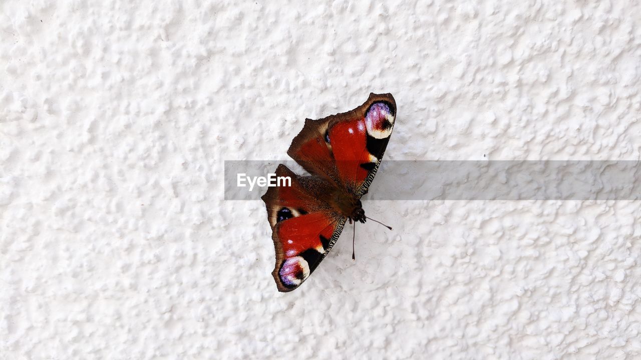 CLOSE-UP OF BUTTERFLY ON SNOW COVERED WALL