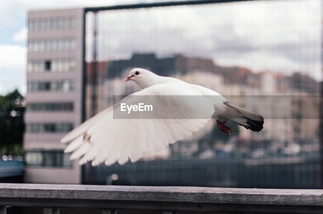 Close-up of dove flying against glass building