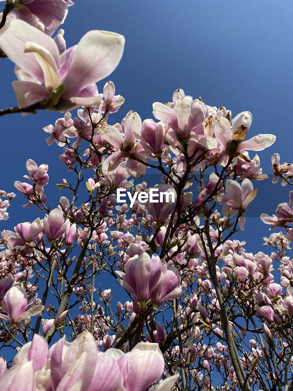 LOW ANGLE VIEW OF PINK CHERRY BLOSSOM AGAINST SKY