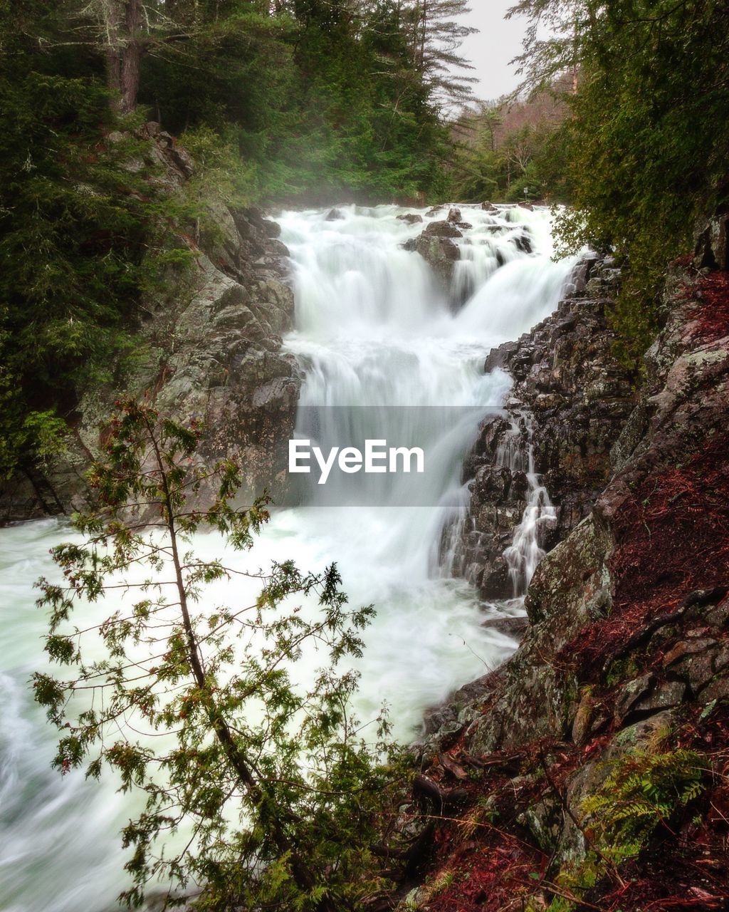 Scenic view of waterfall in forest