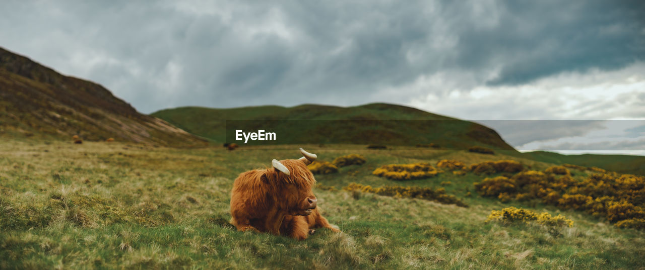 Moody panoramic view of resting highland cattle with dramatic sky