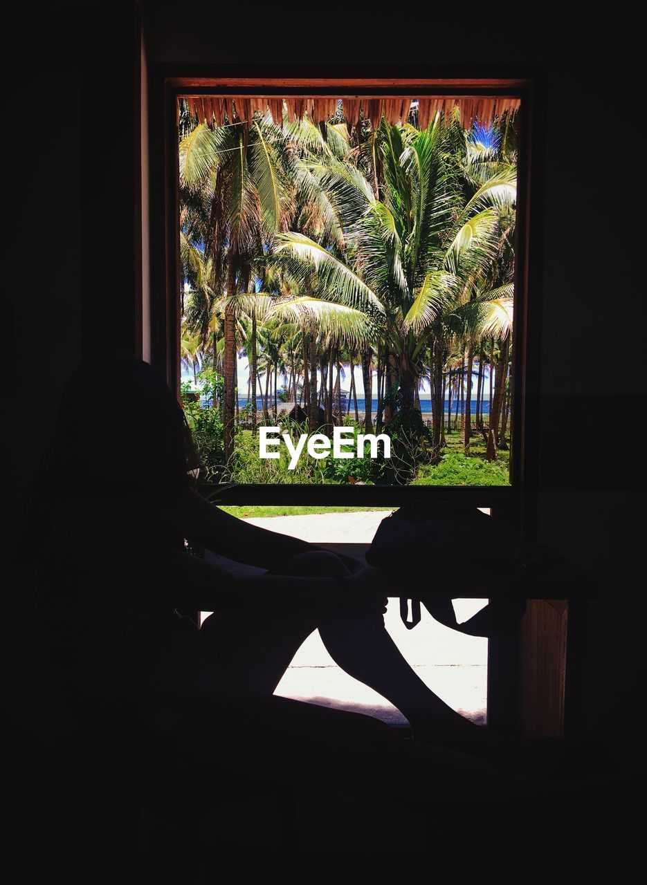 SILHOUETTE OF PALM TREE