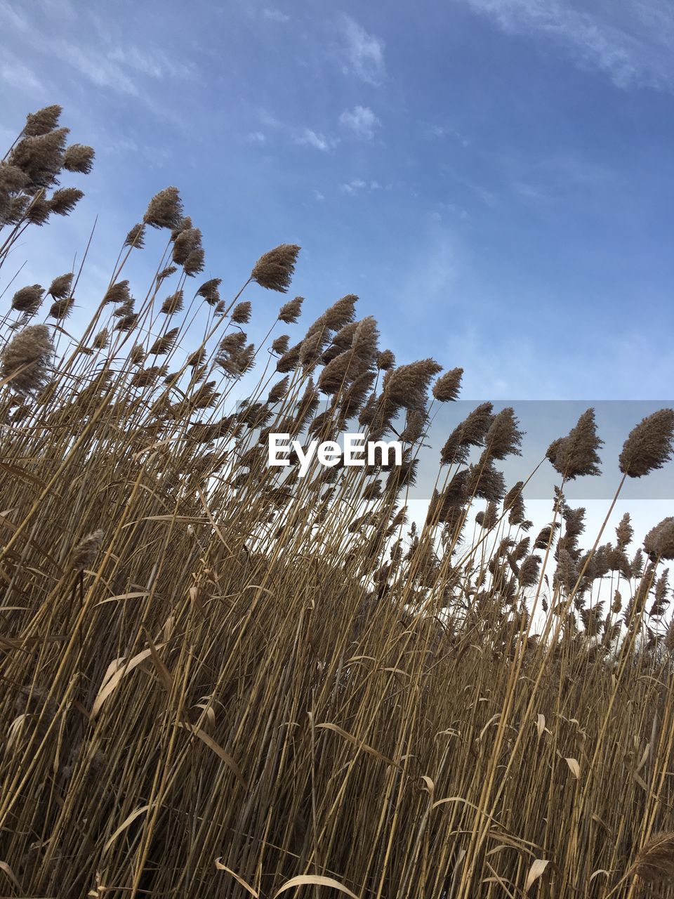 Low angle view of wheat plants on field against sky