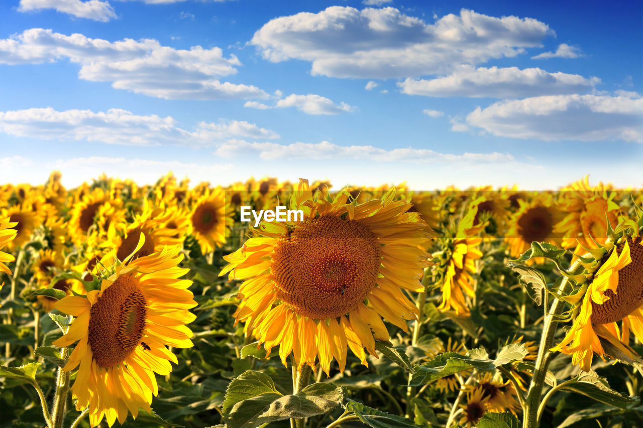 plant, sky, landscape, flower, cloud, beauty in nature, sunflower, field, nature, flowering plant, land, yellow, rural scene, freshness, agriculture, growth, environment, flower head, crop, scenics - nature, summer, inflorescence, horizon over land, no people, sunlight, petal, abundance, plant part, horizon, leaf, farm, vibrant color, blue, tranquility, urban skyline, landscaped, idyllic, wildflower, meadow, springtime, fragility, plain, backgrounds, outdoors, food, non-urban scene, grass, tranquil scene, day, blossom, cloudscape, sunny, cereal plant, food and drink, gold, close-up, botany, seed, travel, tree, multi colored, sunflower seed, sun, clear sky, travel destinations, copy space, pasture, sunset, cultivated