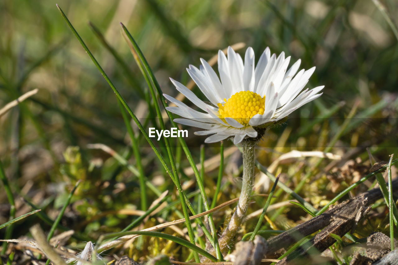 CLOSE-UP OF WHITE DAISY FLOWER GROWING IN FIELD