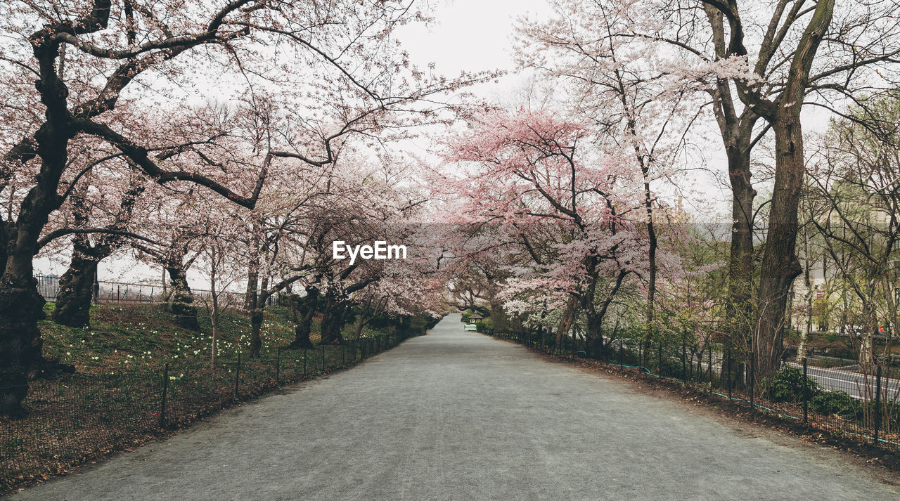 Street amidst trees at park