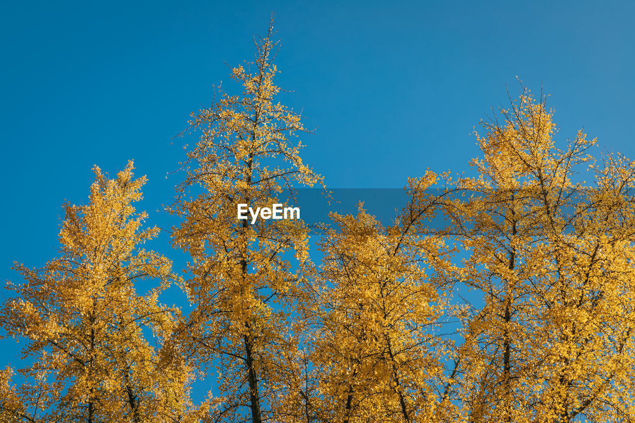 LOW ANGLE VIEW OF TREES AGAINST CLEAR BLUE SKY
