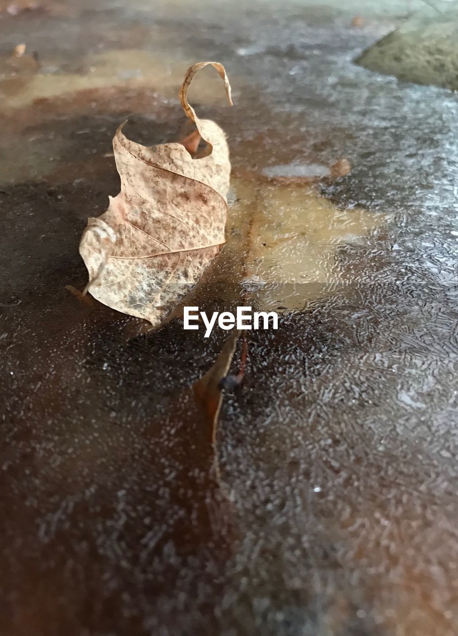 HIGH ANGLE VIEW OF DRY LEAF ON WET SHORE
