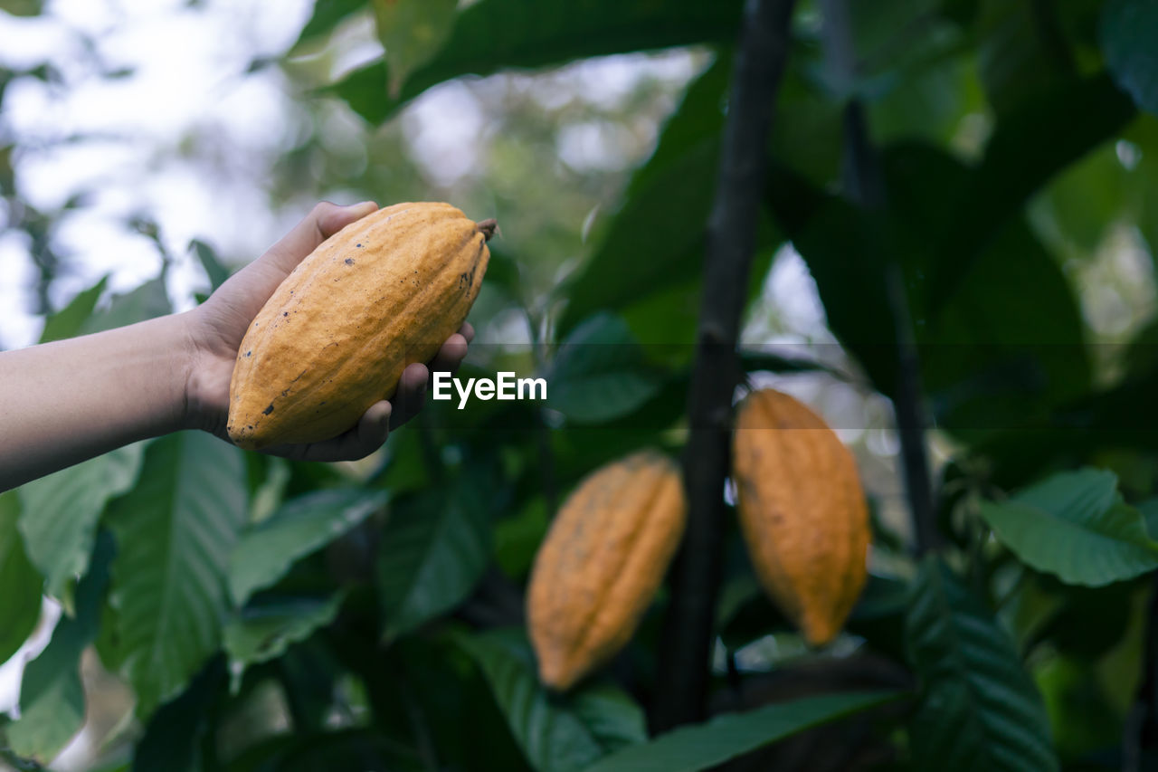Selective focus bright yellow cocoa in the hand of mature cocoa plantation gardener in asian village