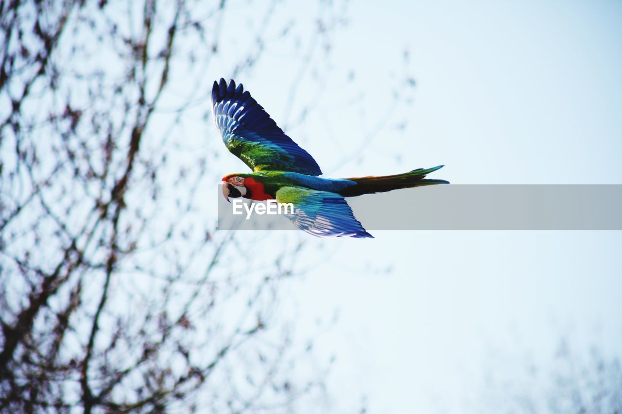 Free flying red macaw showing the topside of the wings