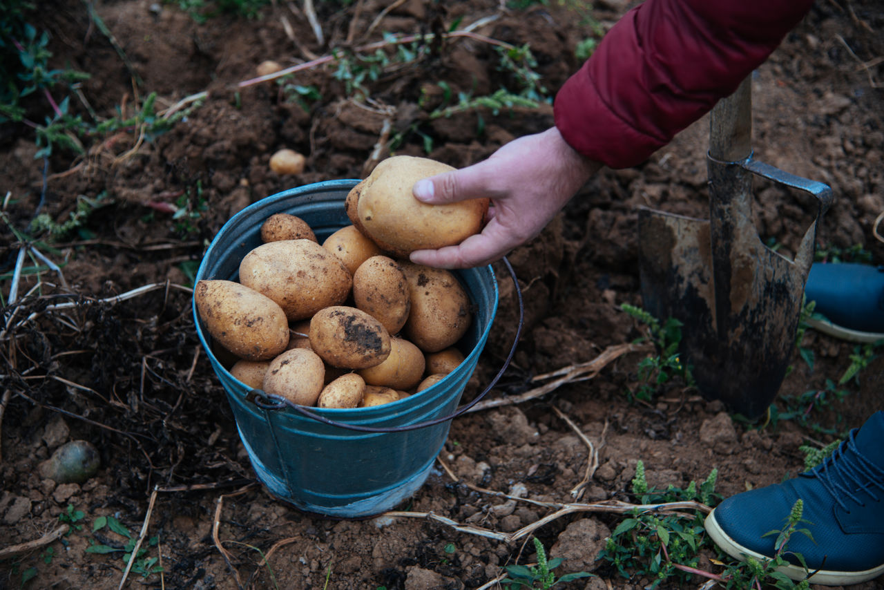 Closeup view of farmer harvesting potatoes
