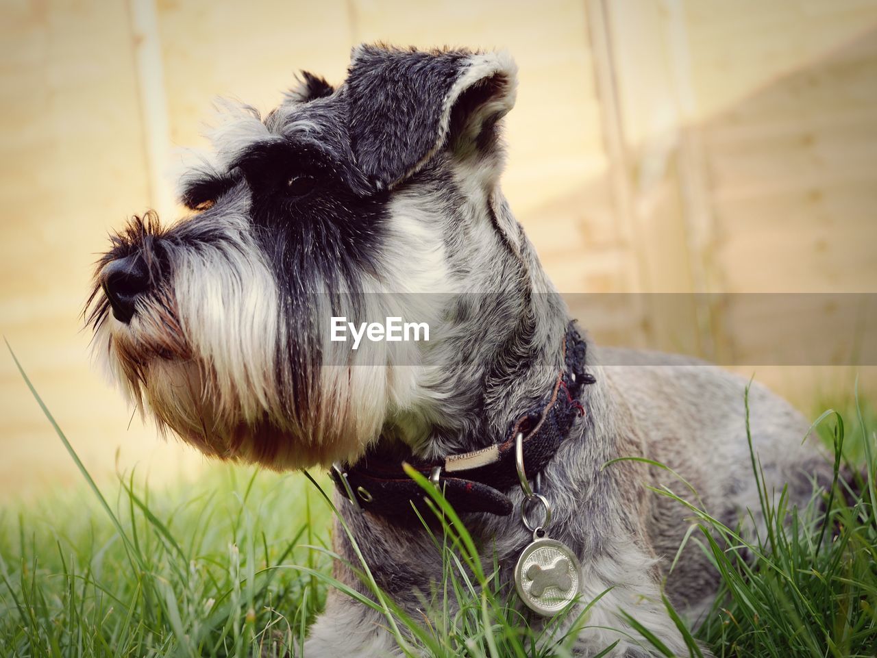 Miniature schnauzer