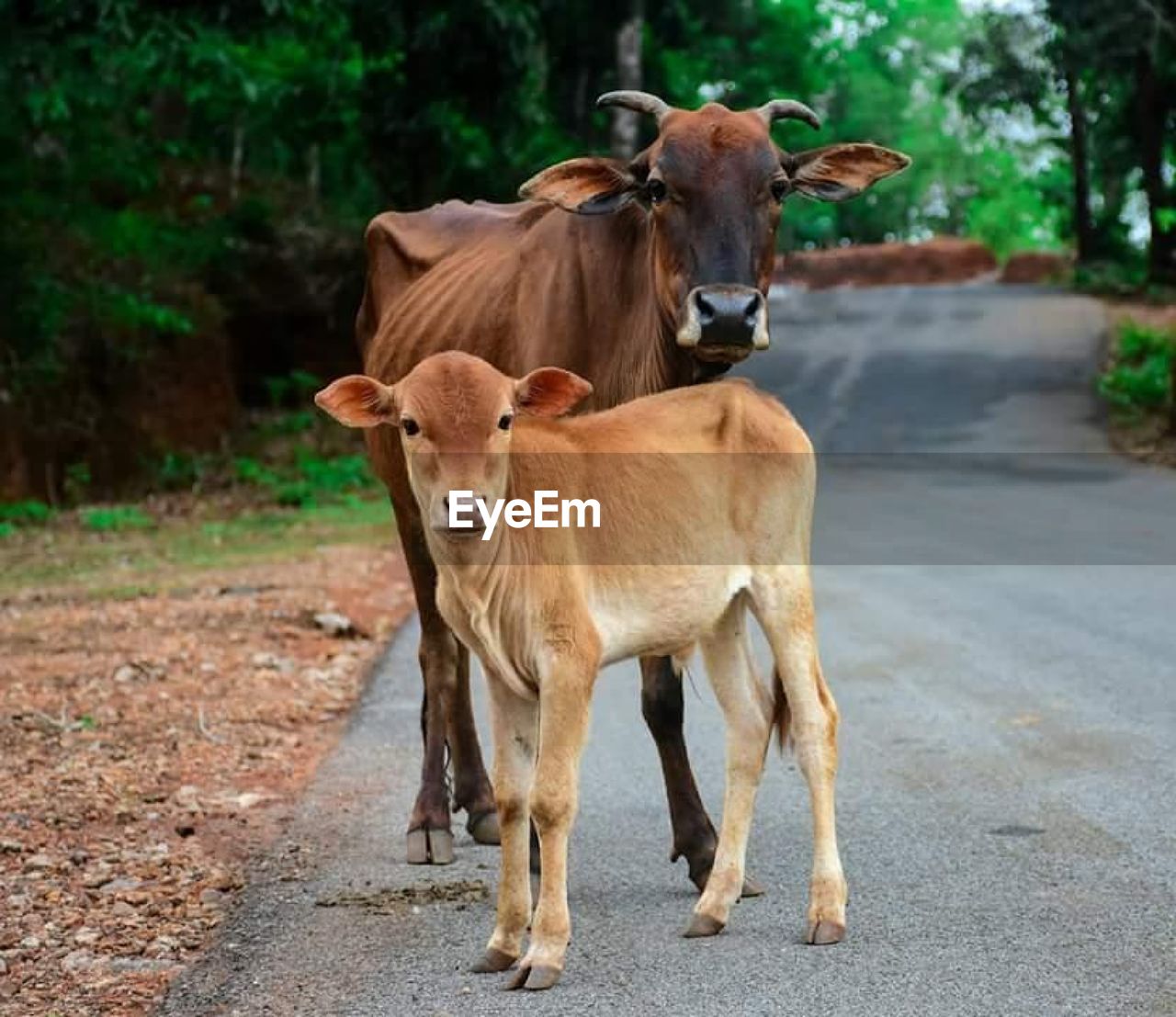 A bond between cow and calf is priceless. stop abusing animals.