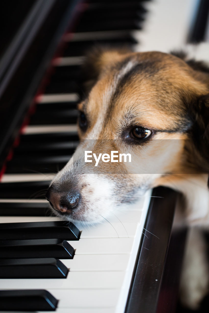 Close-up of dog by grand piano