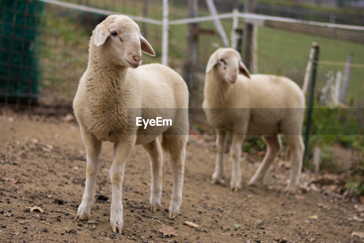 Lambs standing at farm