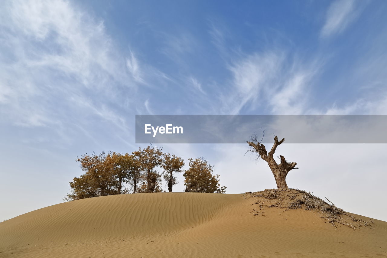 LOW ANGLE VIEW OF TREE ON SAND DUNE AGAINST SKY