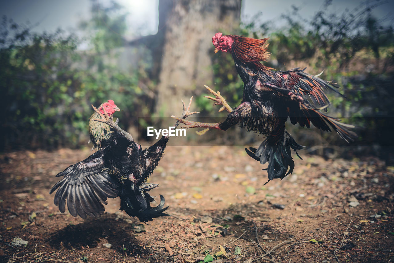 Close-up of roosters fighting