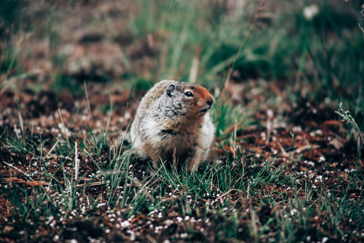Ground squirrel captured in the rocky mountains, canada