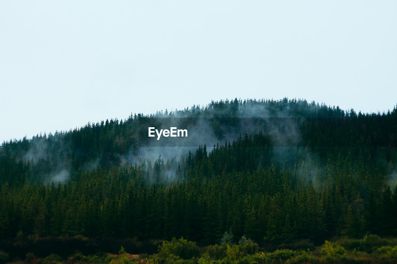 TREES IN FOREST AGAINST SKY