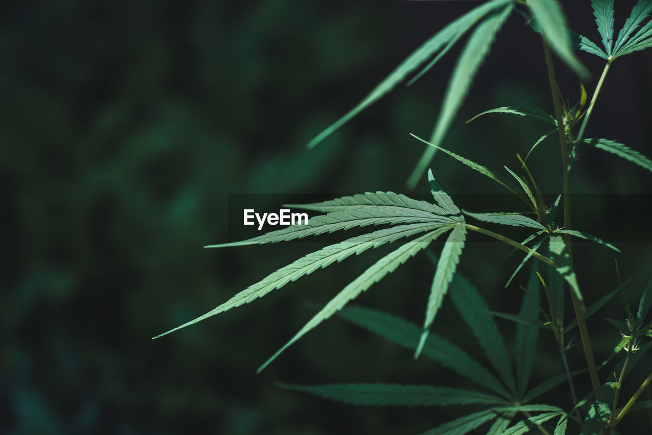 Close -up cannabis sapling background.