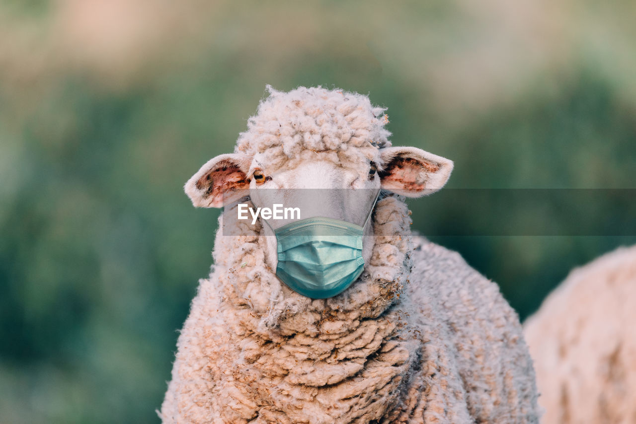 Portrait of sheep wearing mask