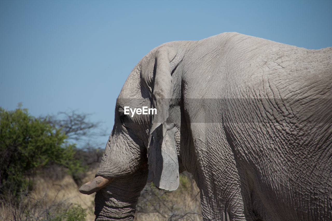 SIDE VIEW OF ELEPHANT WALKING ON LANDSCAPE
