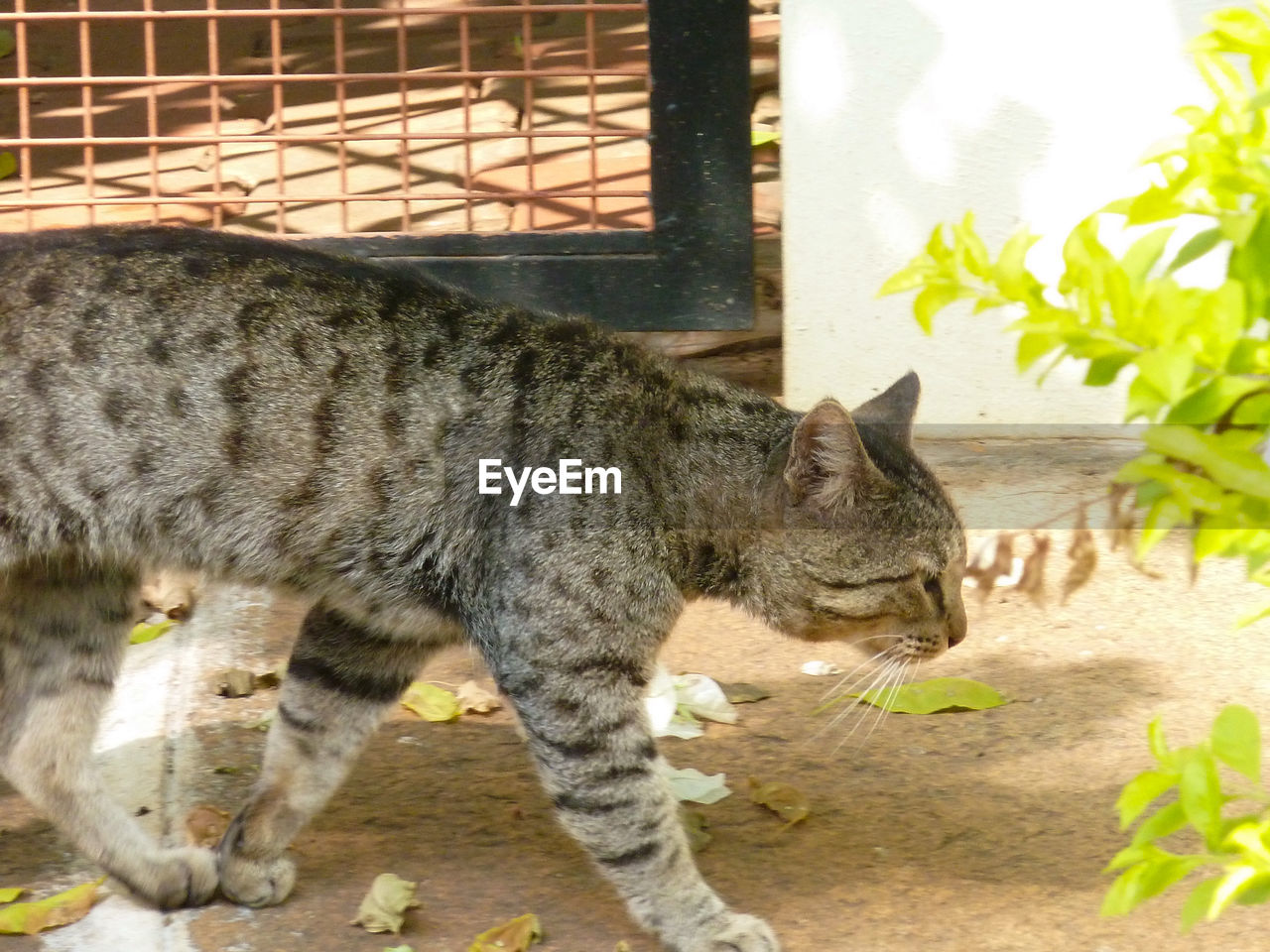 Close-up of cat walking