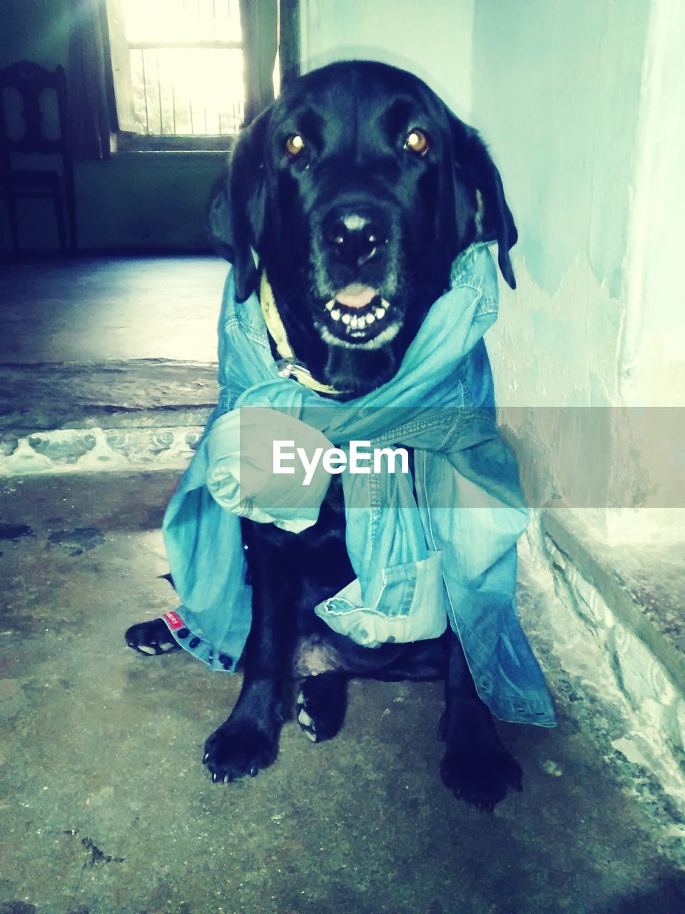 PORTRAIT OF DOG