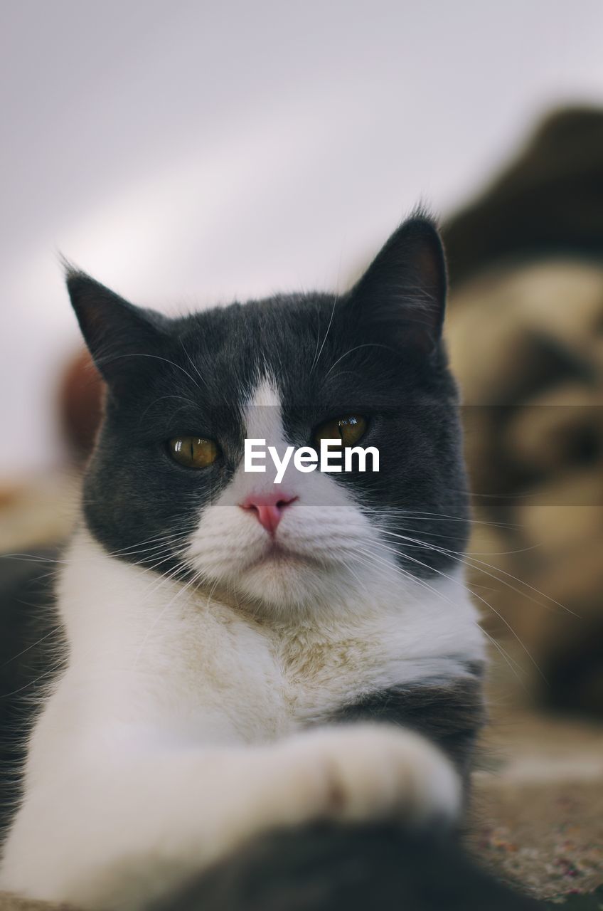CLOSE-UP OF CAT