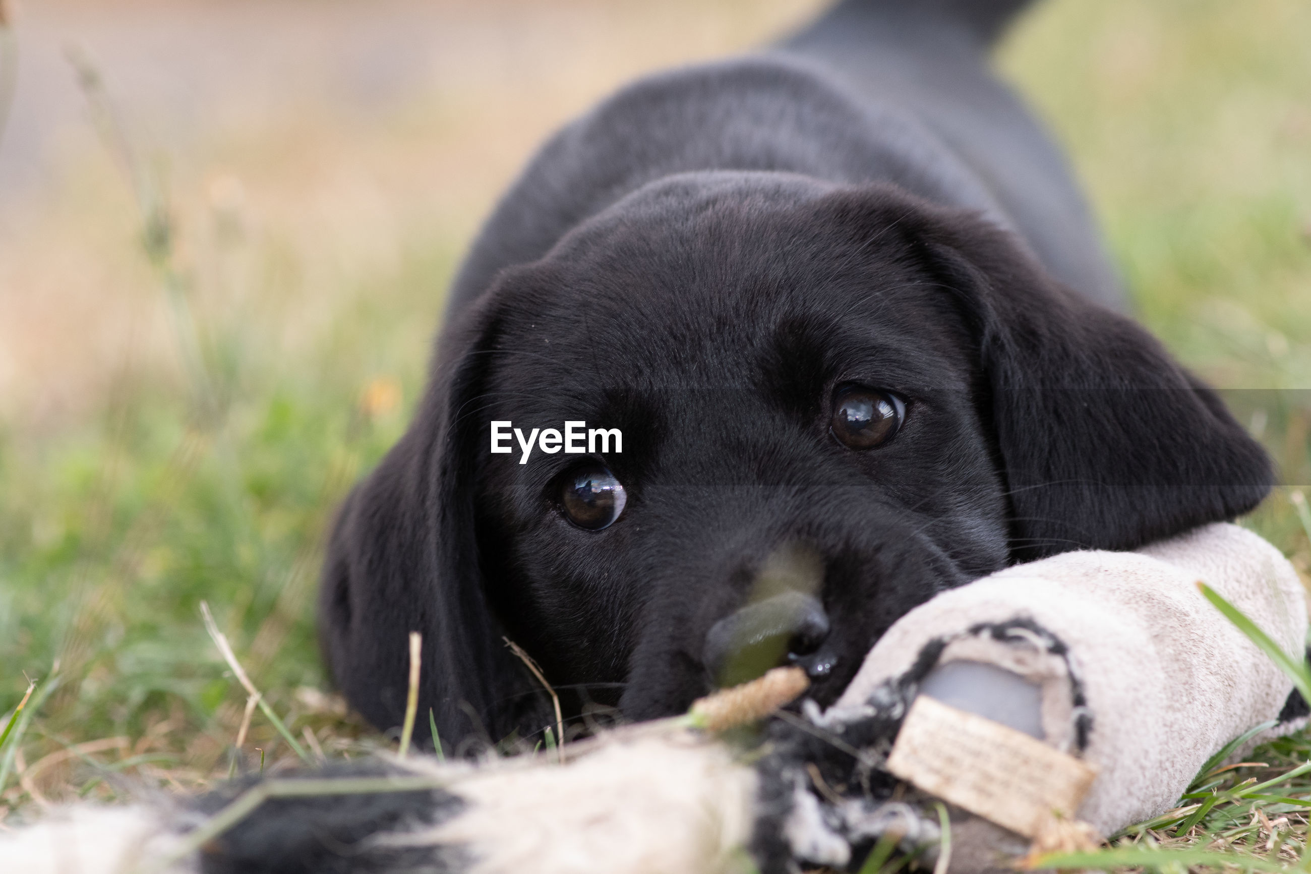Cute Portrait Of An 8 Week Old Black Id 145850833