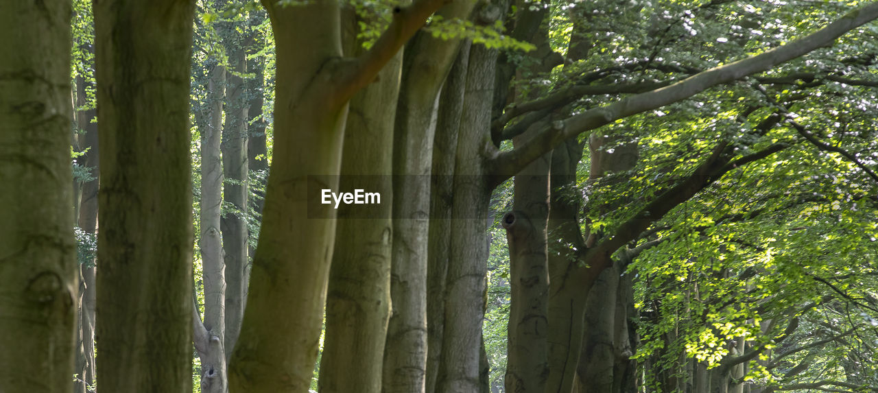 CLOSE-UP OF BAMBOO TREE IN FOREST
