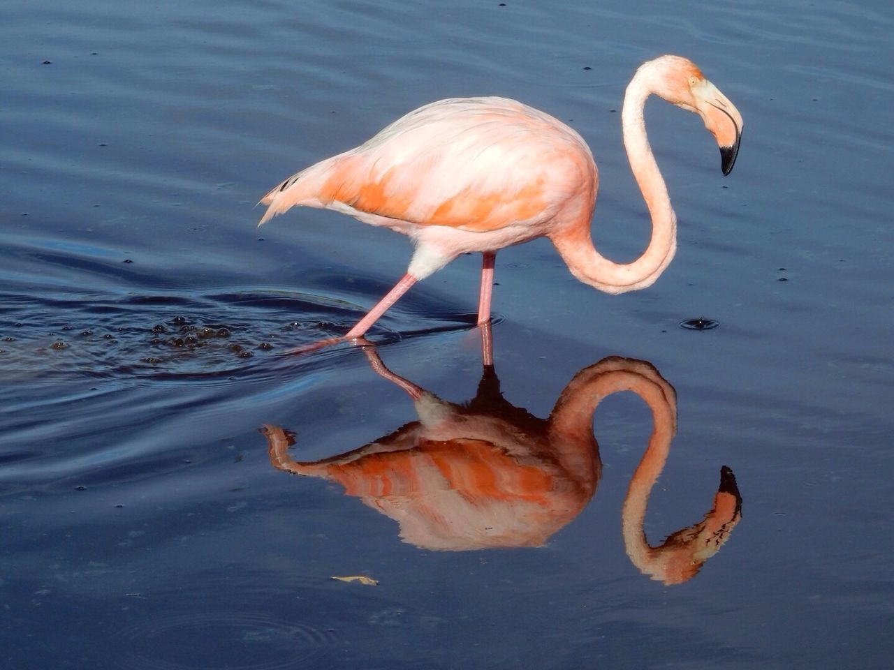Pink Color Bird Flamingo Reflection Water Animals On Eyeem