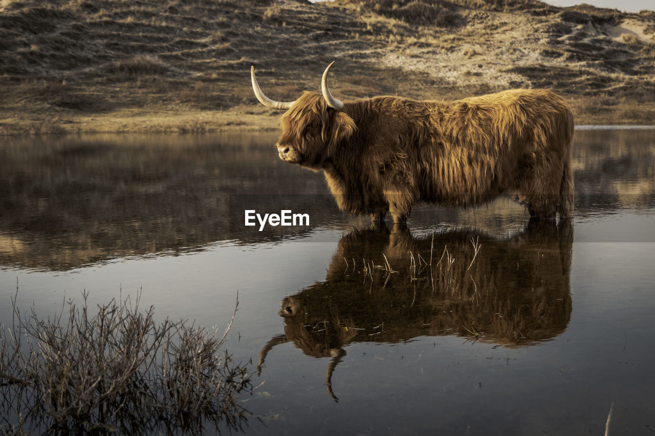 Highland cattle reflecting in lake