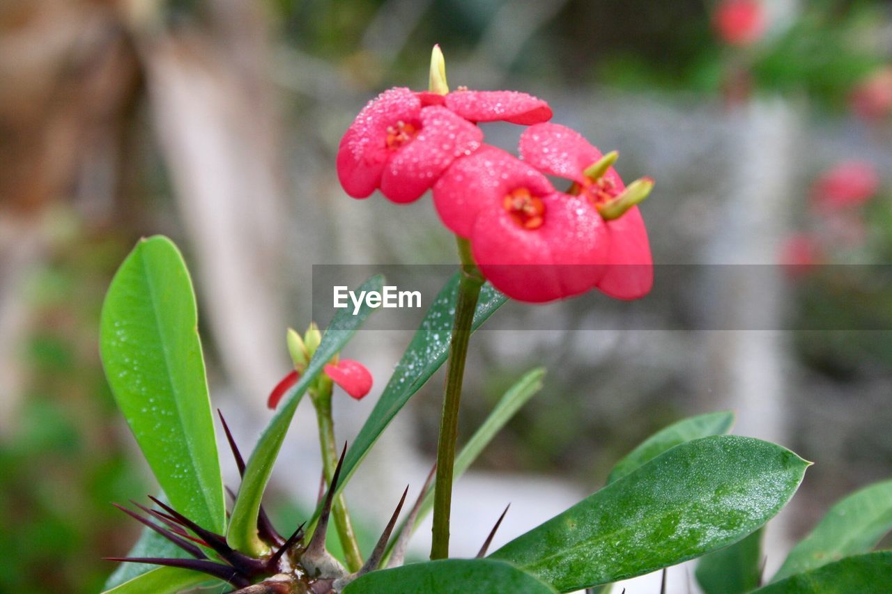 CLOSE-UP OF RED ROSE ON PLANT