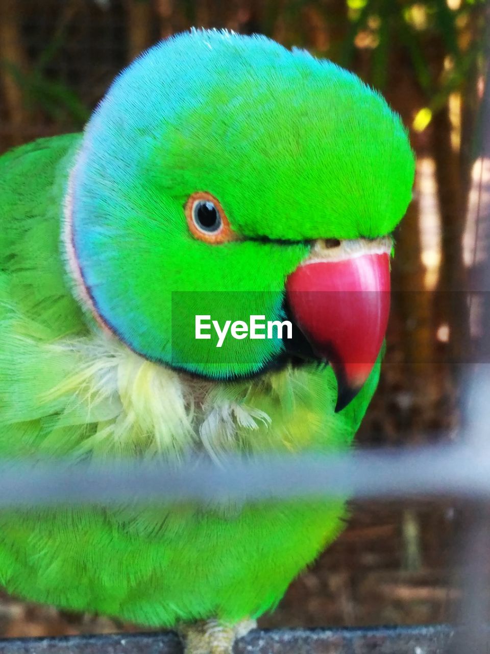 CLOSE-UP OF GREEN PARROT