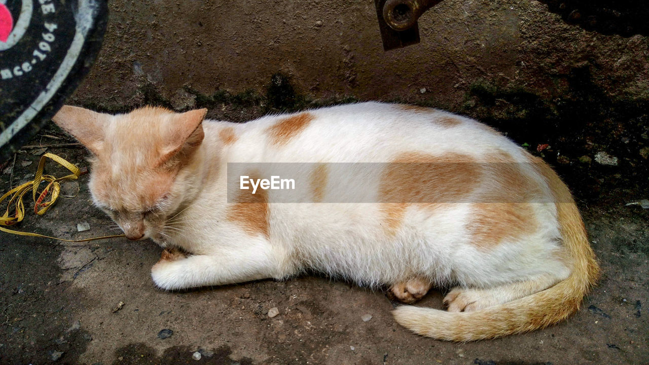 HIGH ANGLE VIEW OF GINGER CAT SLEEPING ON STREET
