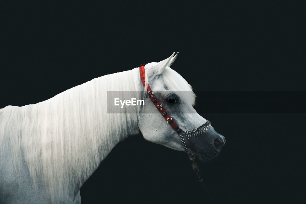 horse standing against black background