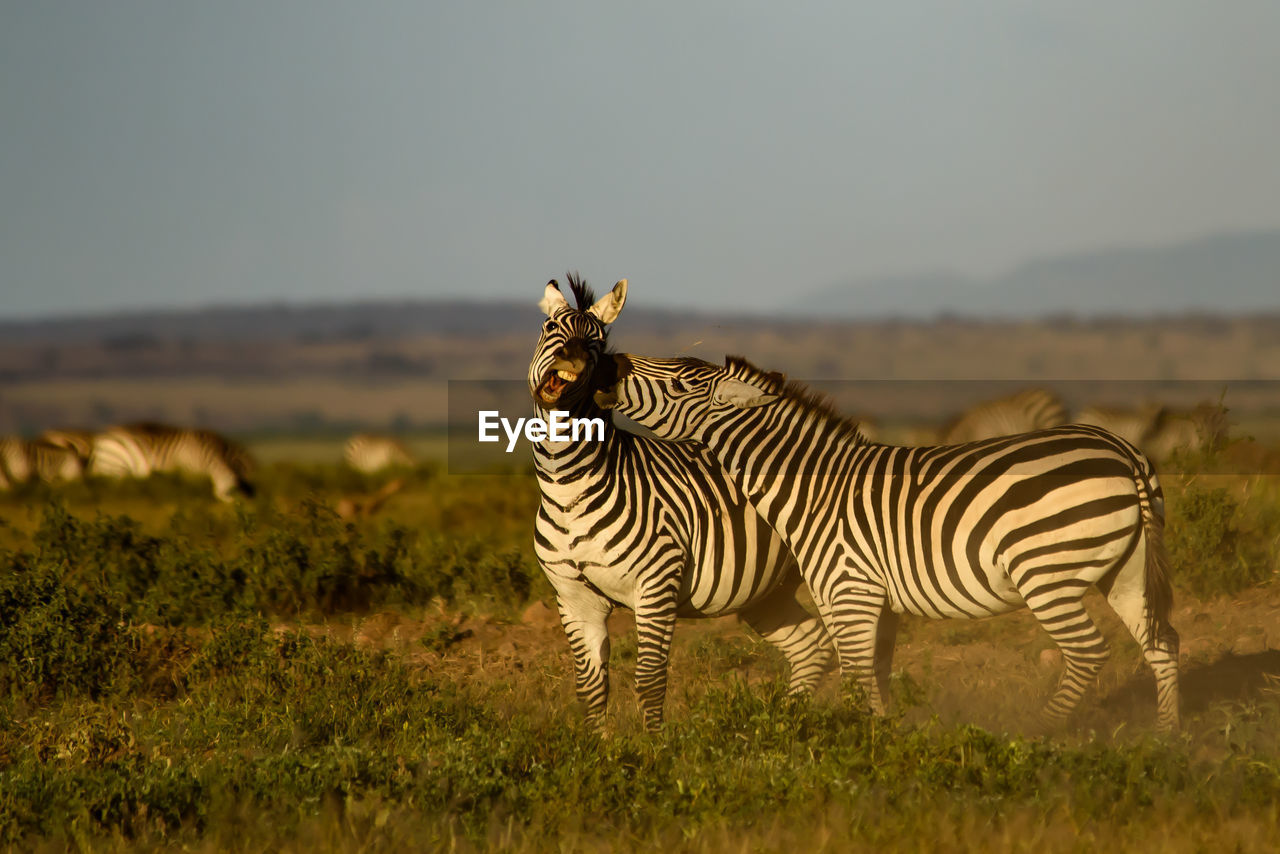 Zebras fighting on field against sky