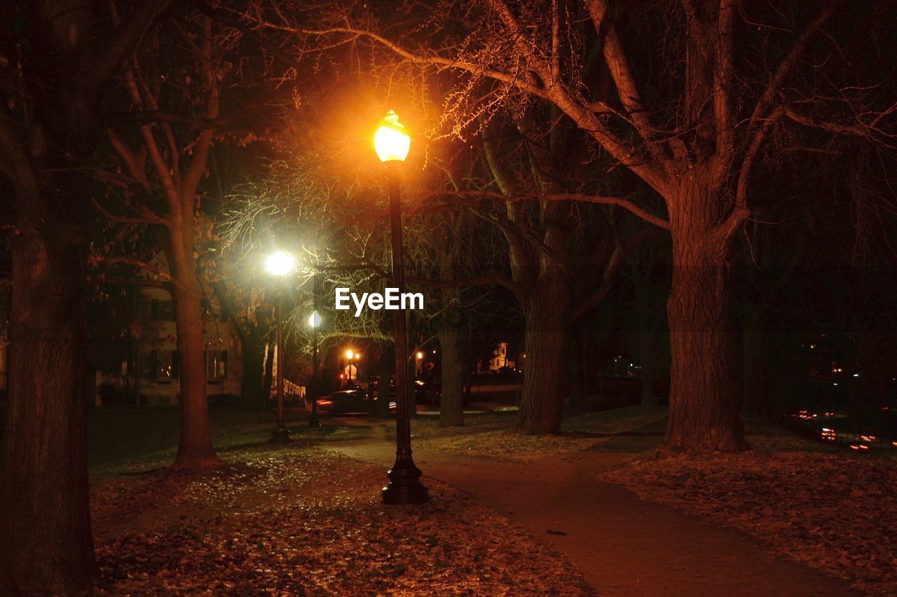 ILLUMINATED TREE