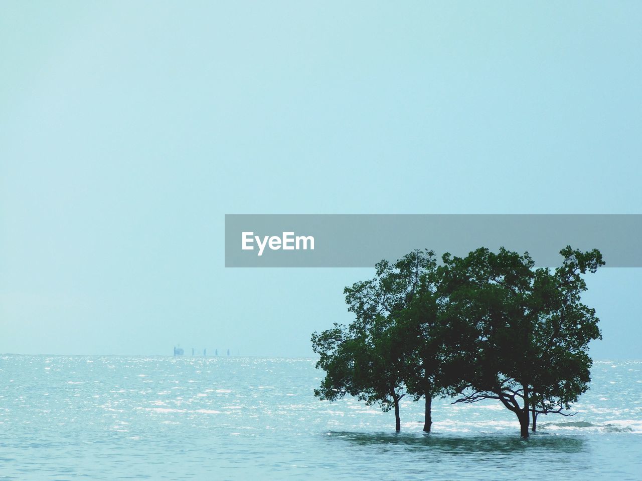 TREES ON BEACH AGAINST CLEAR SKY