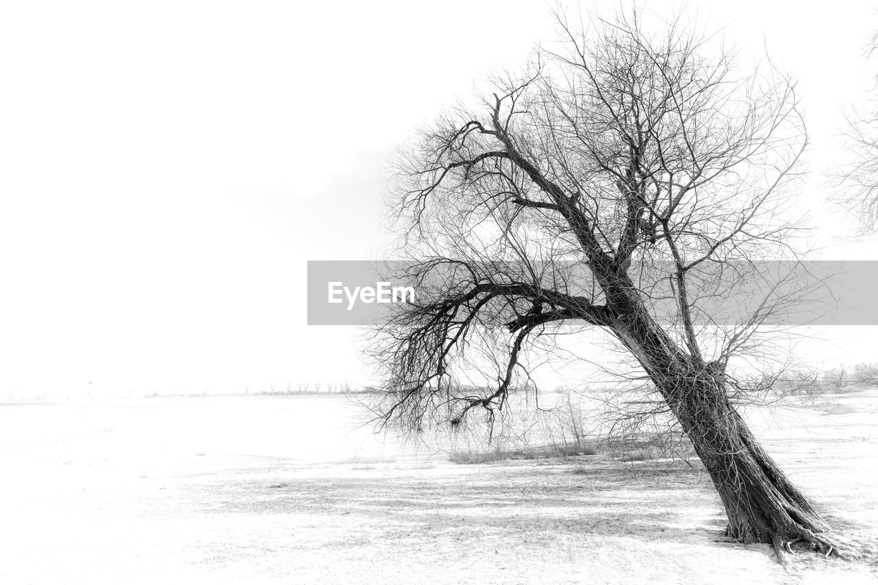 BARE TREE ON SNOWY LANDSCAPE AGAINST SKY