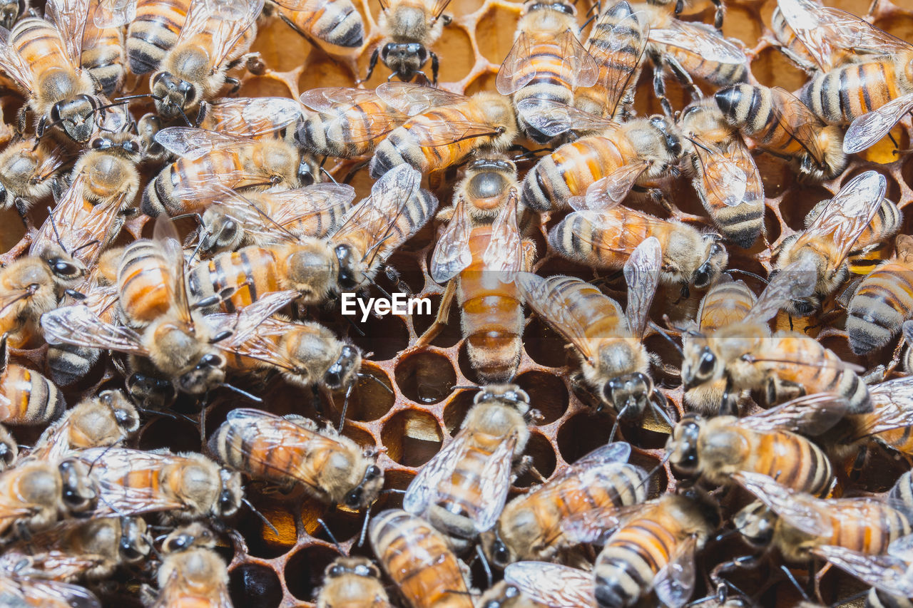 Full frame shot of honey bees on honeycomb