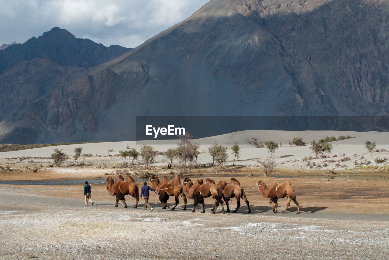 Rear view of men walking with bactrian camels on field