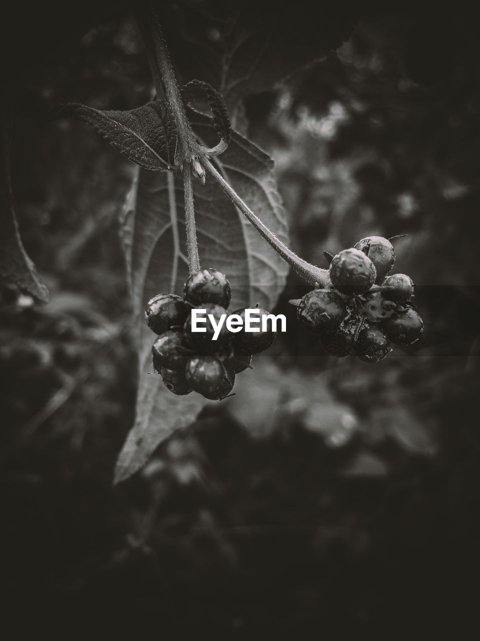 branch, leaf, black and white, plant, darkness, tree, food, food and drink, monochrome photography, macro photography, no people, black, monochrome, nature, close-up, focus on foreground, fruit, healthy eating, growth, freshness, white, plant part, outdoors, hanging, day, beauty in nature, selective focus, wellbeing, flower, berry, twig