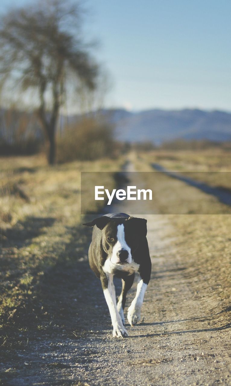 Dog walking on field