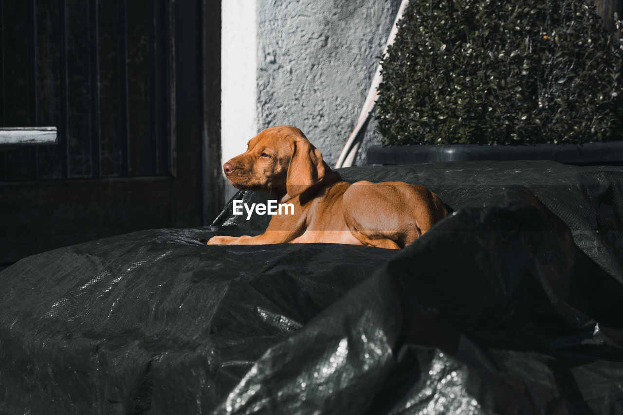 Magyar vizsla puppy chilling in the sun