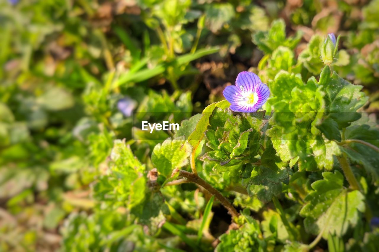 CLOSE-UP OF PURPLE FLOWERING PLANT AGAINST BLURRED BACKGROUND