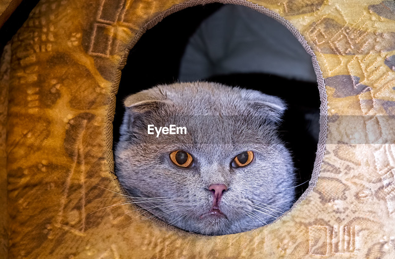 CLOSE-UP PORTRAIT OF CAT
