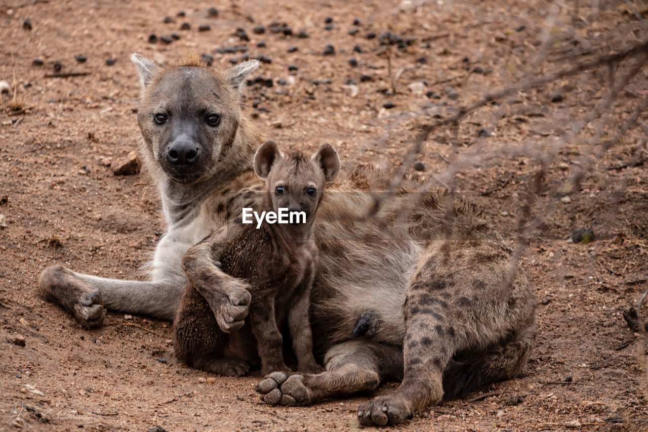 Hyena and pup