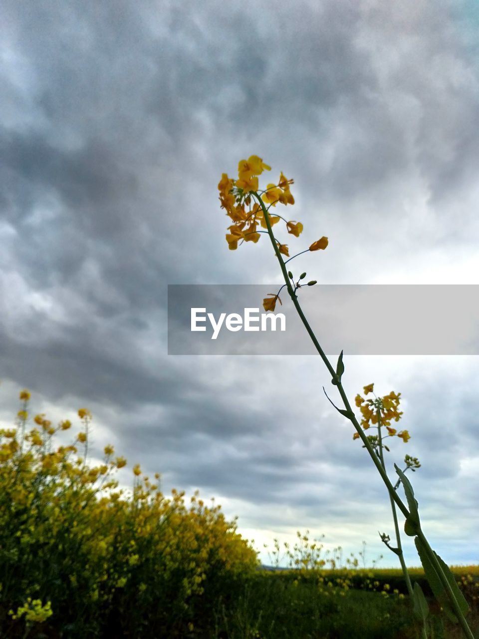 LOW ANGLE VIEW OF FLOWERING PLANT AGAINST CLOUDY SKY